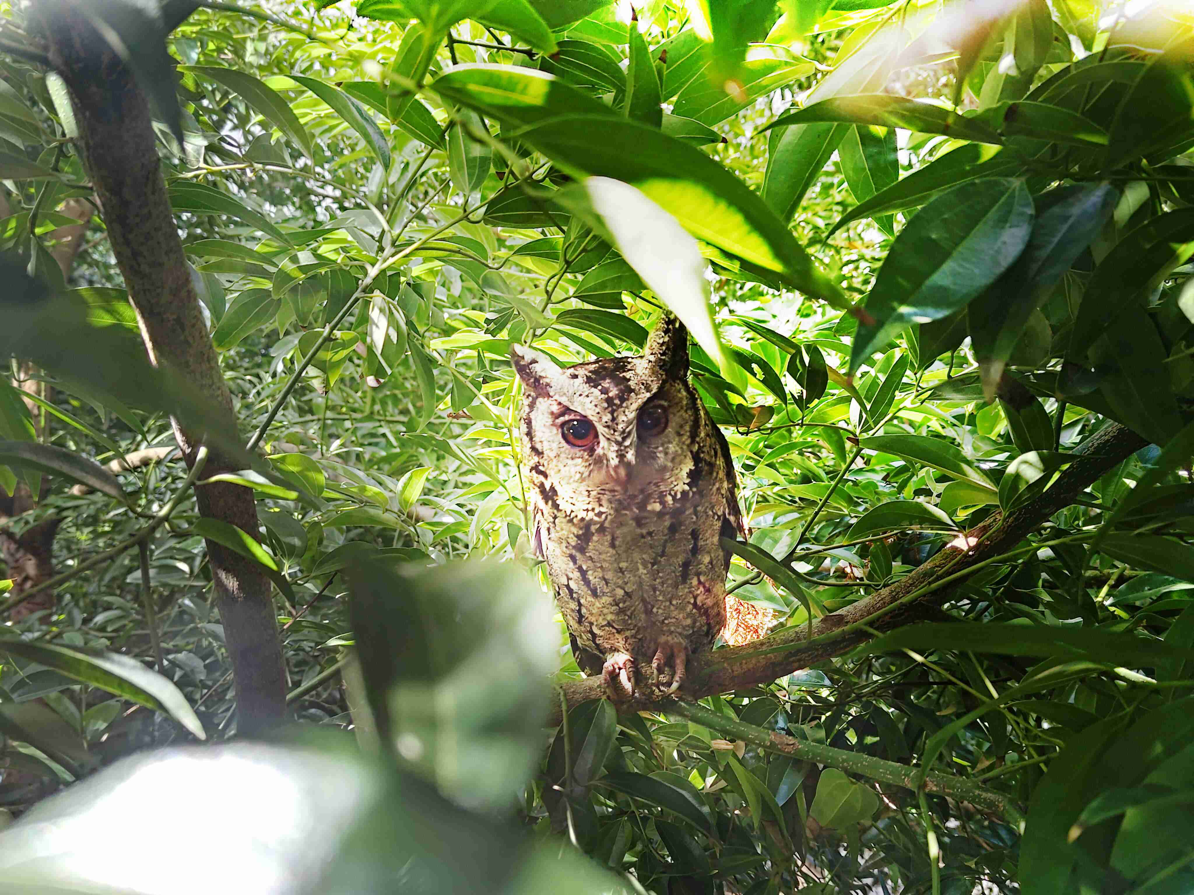 NG大舞台致力提倡净零绿生活，，，16年以来在全球各厂区植树逾百万棵，，，，造就各厂区树木蔚然成林，，，，犹如森林工厂，，，，成为许多生物的栖息地